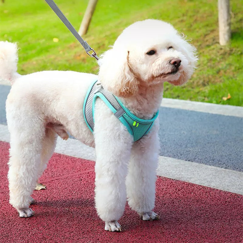 Lightning Bolt Small Harness